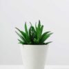 11CM  plantlet  potted*3 GS-3180038