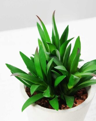 11CM plantlet potted*3 GS-3180038 Succulent YeahFlower is one of Chinese leading OEM manufacturers and exporters , supplying the silk flowers, wholesale artificial trees 11CM plantlet potted*3 GS-3180038