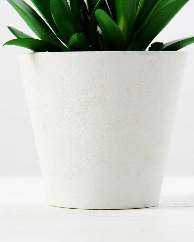 11CM  plantlet  potted*3 GS-3180038