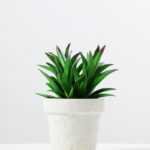 12.5CM  plant potted*3 GS-3180039
