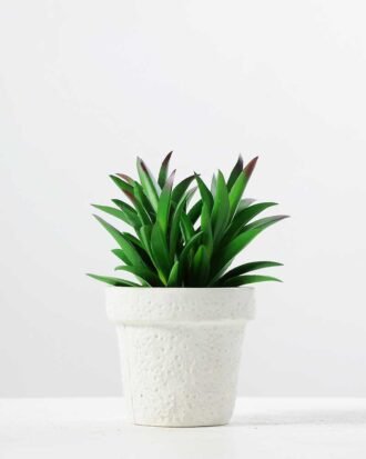 12.5CM  plant potted*3 GS-3180039