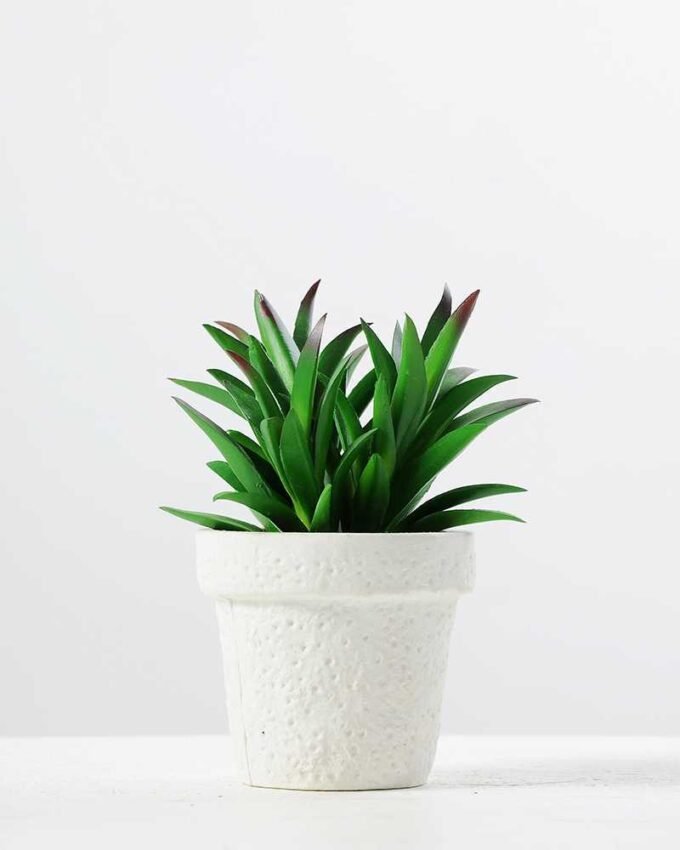 12.5CM  plant potted*3 GS-3180039