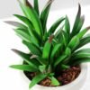 12.5CM  plant potted*3 GS-3180039