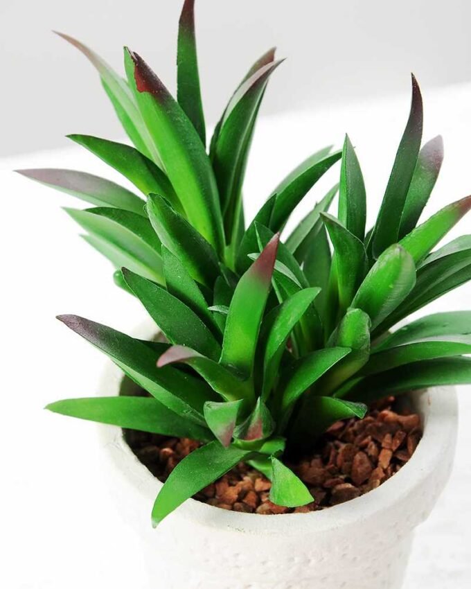 12.5CM  plant potted*3 GS-3180039