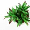 12.5CM  plant potted*3 GS-3180039