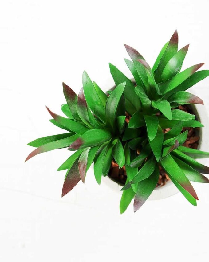 12.5CM  plant potted*3 GS-3180039