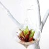 Dia.:11cm H:11cm Succulent Plant in Glass Ware GS-3180057
