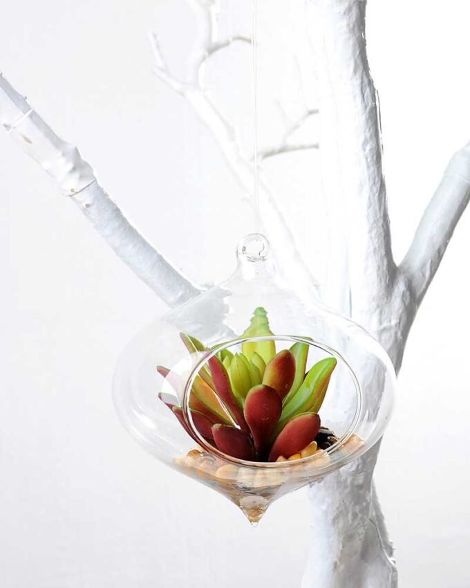 Dia.:11cm H:11cm Succulent Plant in Glass Ware GS-3180057