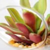 Dia.:11cm H:11cm Succulent Plant in Glass Ware GS-3180057