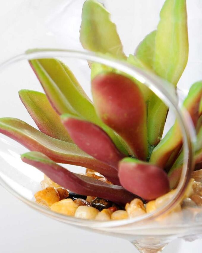 Dia.:11cm H:11cm Succulent Plant in Glass Ware GS-3180057