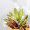 Dia.:11cm H:11cm Succulent Plant in Glass Ware GS-3180057