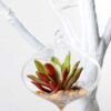 Dia.:11cm H:11cm Succulent Plant in Glass Ware GS-3180057