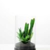 desert plant in glass pot GS-3180061 1 desert plant in glass pot GS-3180061