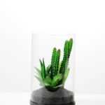desert plant in glass pot GS-3180061