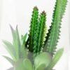 desert plant in glass pot GS-3180061 2 desert plant in glass pot GS-3180061