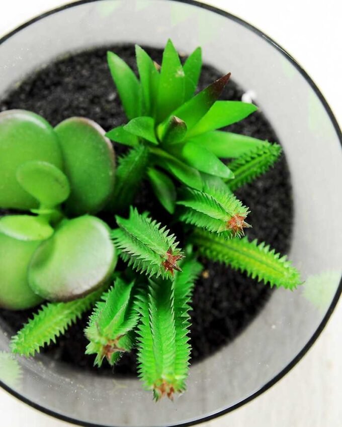 desert plant in glass pot GS-3180061 3 desert plant in glass pot GS-3180061