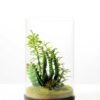 desert plant in glass pot GS-3180062 1 desert plant in glass pot GS-3180062