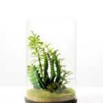 desert plant in glass pot GS-3180062