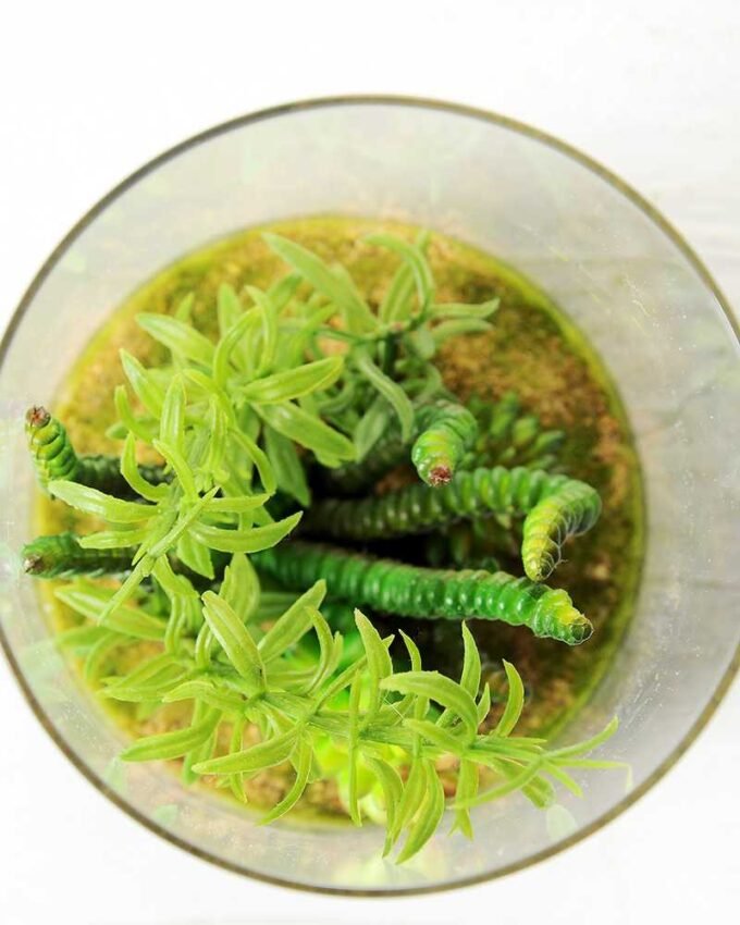 desert plant in glass pot GS-3180062 3 desert plant in glass pot GS-3180062