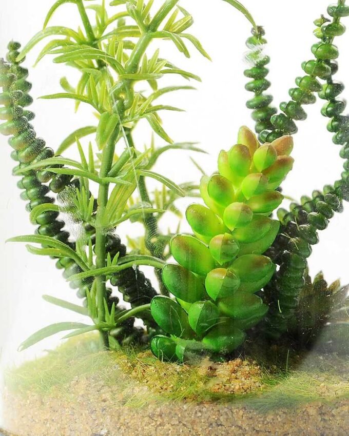 desert plant in glass pot GS-3180062 4 desert plant in glass pot GS-3180062