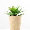succulent plant in paper pot GS-3180064