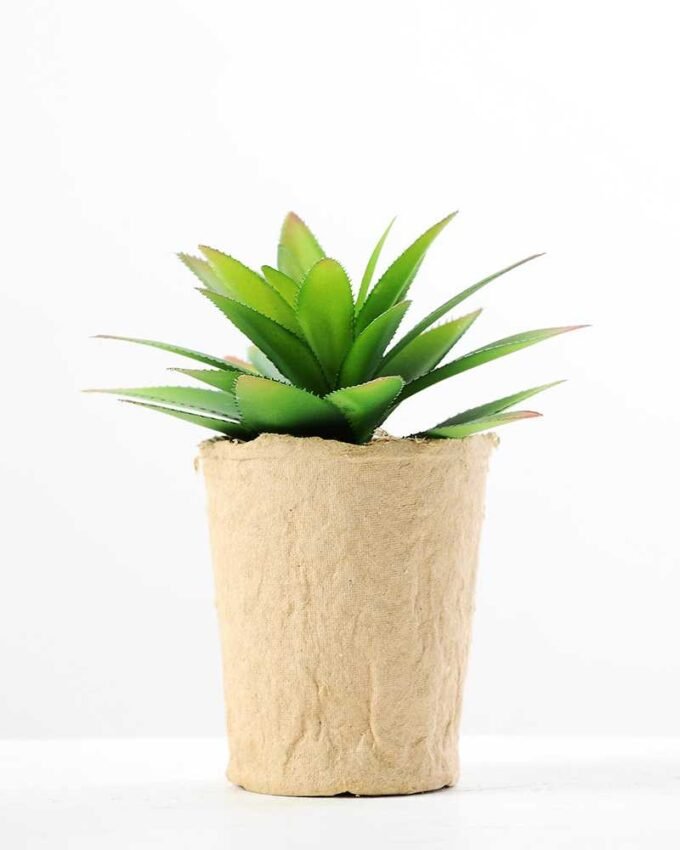 succulent plant in paper pot GS-3180064