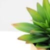 succulent plant in paper pot GS-3180064