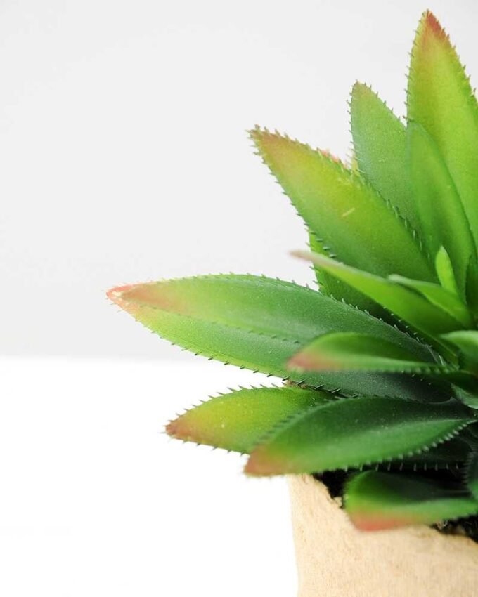 succulent plant in paper pot GS-3180064