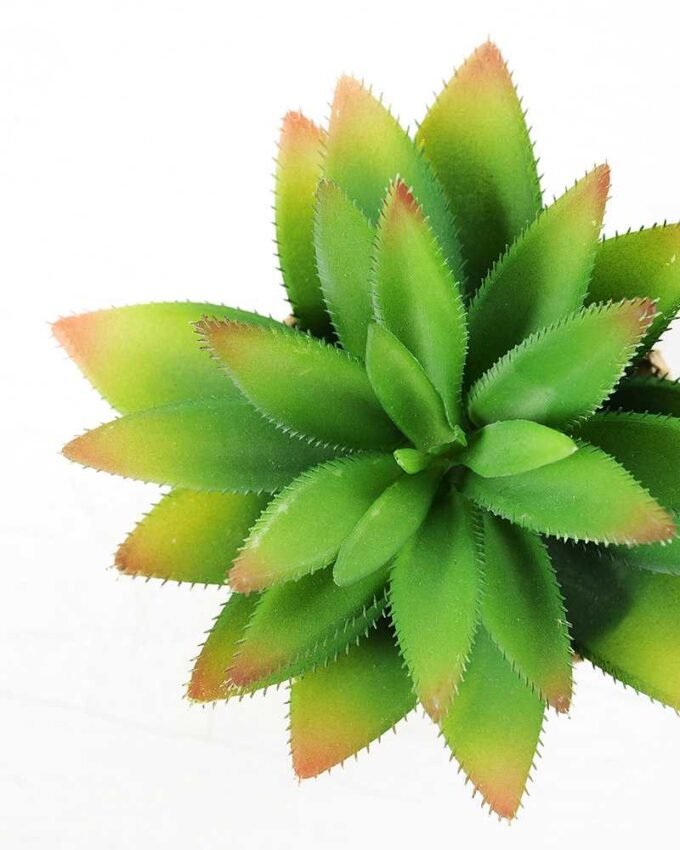 succulent plant in paper pot GS-3180064