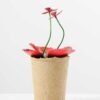 succulent plant in paper pot GS-3180065