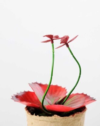 succulent plant in paper pot GS-3180065 Succulent YeahFlower is one of Chinese leading OEM manufacturers and exporters , supplying the silk flowers, wholesale artificial trees succulent plant in paper pot GS-3180065