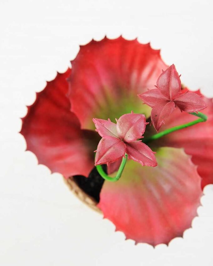 succulent plant in paper pot GS-3180065