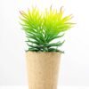 succulent plant in paper pot GS-3180068