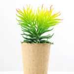 succulent plant in paper pot GS-3180068