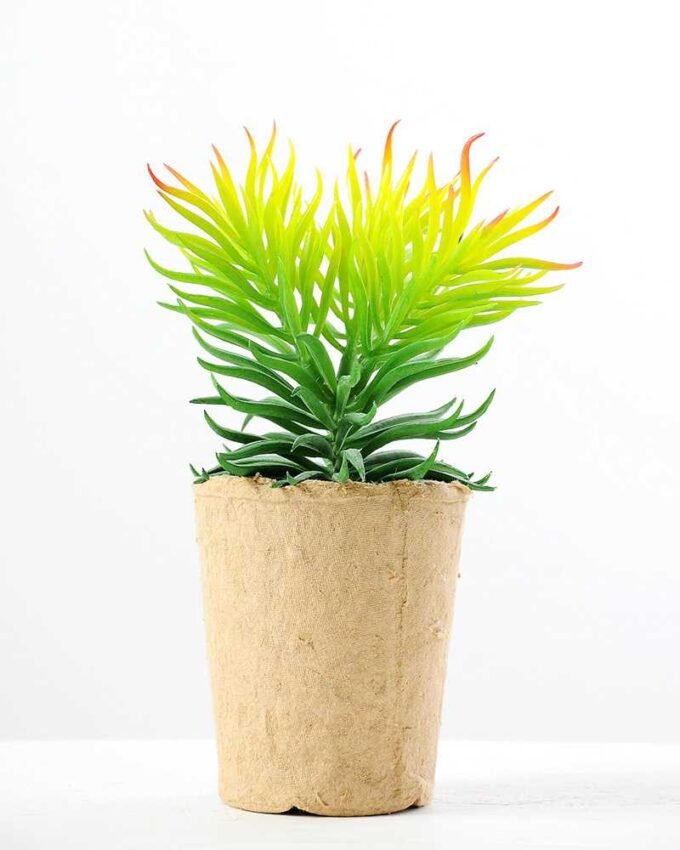 succulent plant in paper pot GS-3180068