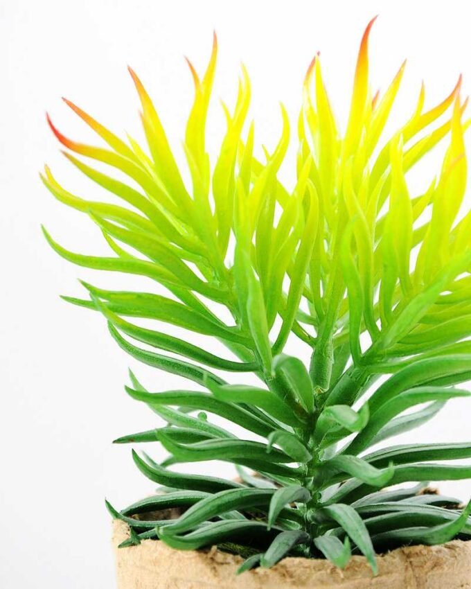 succulent plant in paper pot GS-3180068