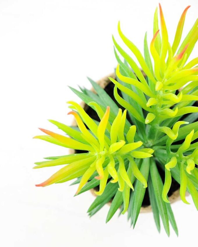 succulent plant in paper pot GS-3180068