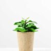 succulent plant in paper pot GS-3180069