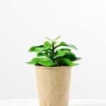 succulent plant in paper pot GS-3180069