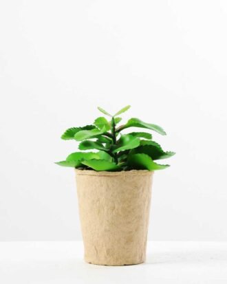 succulent plant in paper pot GS-3180069