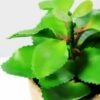 succulent plant in paper pot GS-3180069