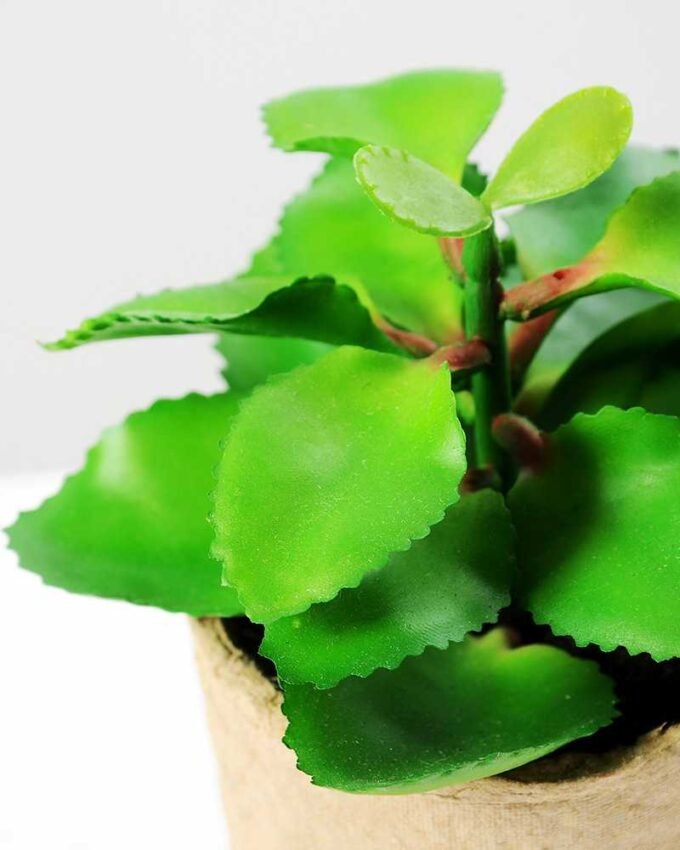 succulent plant in paper pot GS-3180069