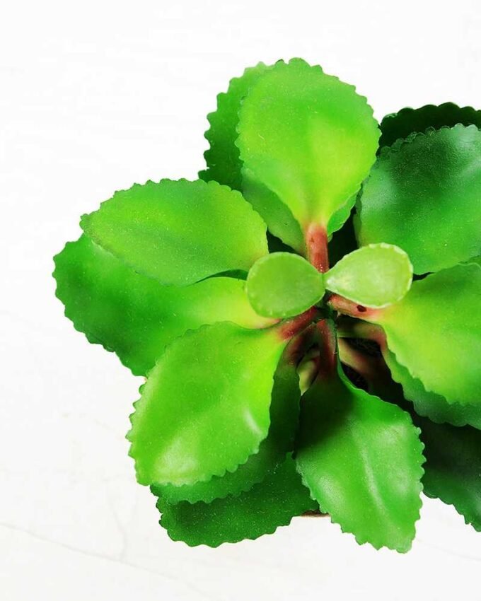 succulent plant in paper pot GS-3180069