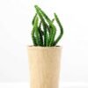 succulent plant in paper pot GS-3180070