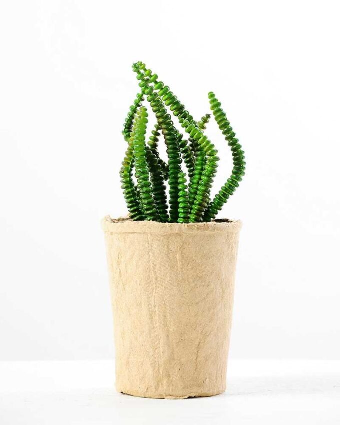 succulent plant in paper pot GS-3180070