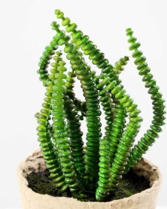 succulent plant in paper pot GS-3180070