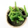 succulent plant in paper pot GS-3180070