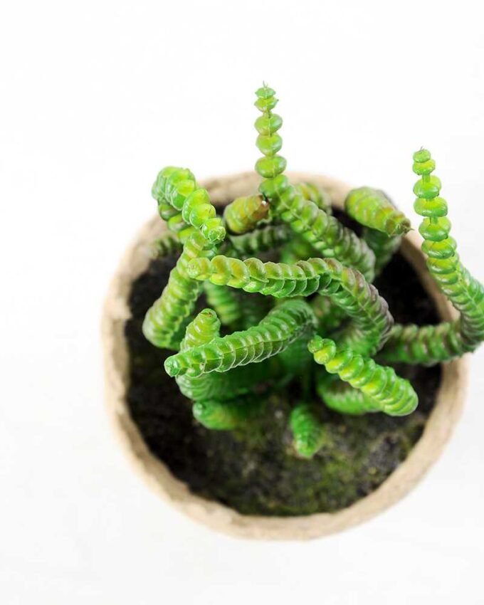 succulent plant in paper pot GS-3180070