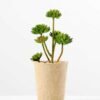 succulent plant in paper pot GS-3180072