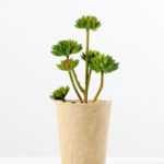 succulent plant in paper pot GS-3180072